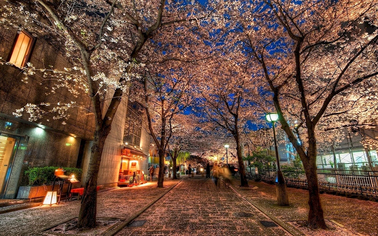 Япония осень улица Киото. Картинка
