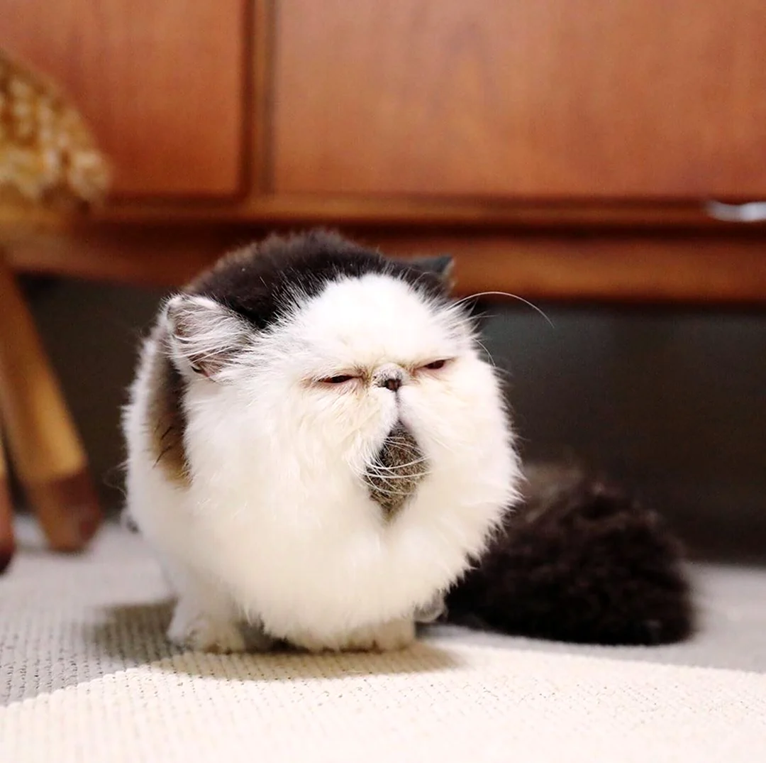 Японский кот зуу. Красивое животное