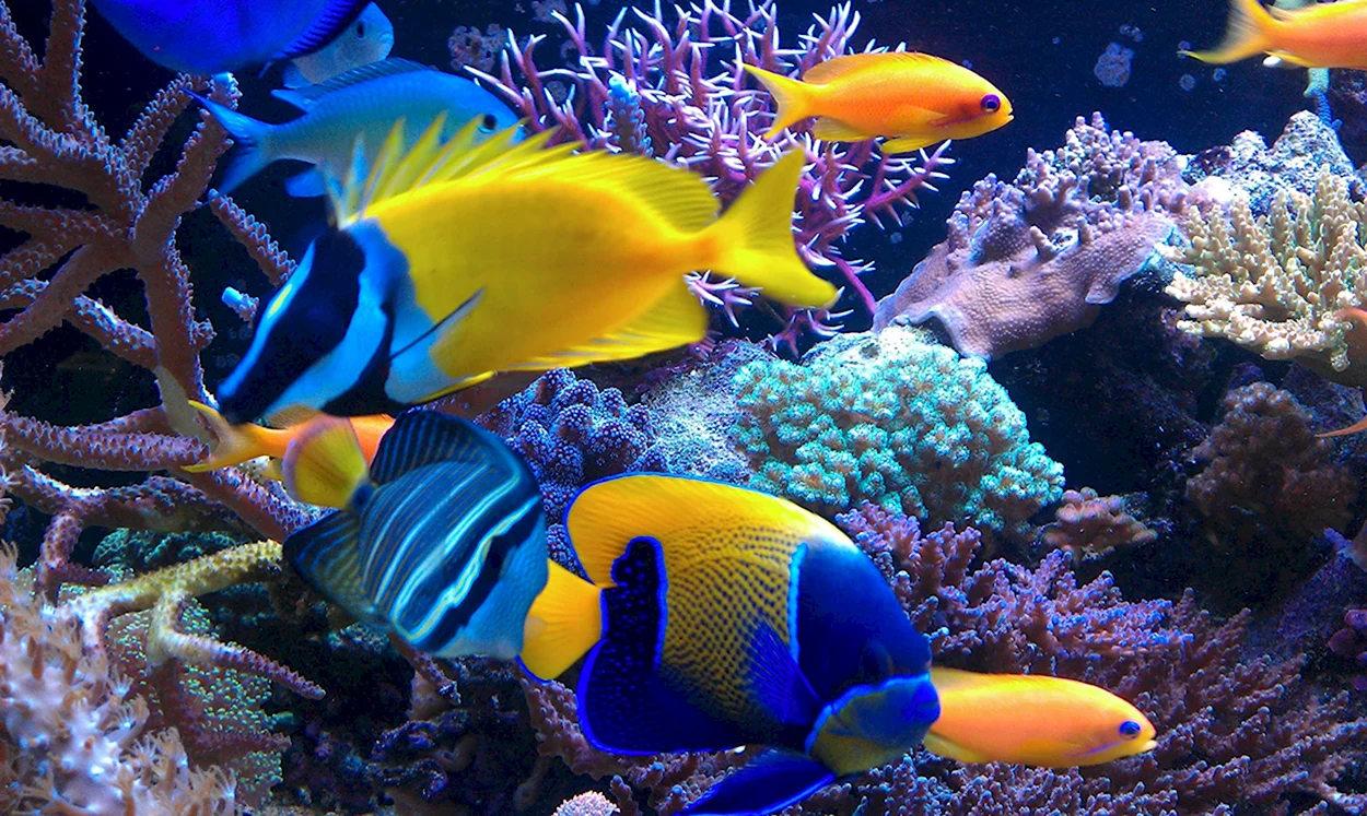 Яркие морские рыбки. Красивое животное