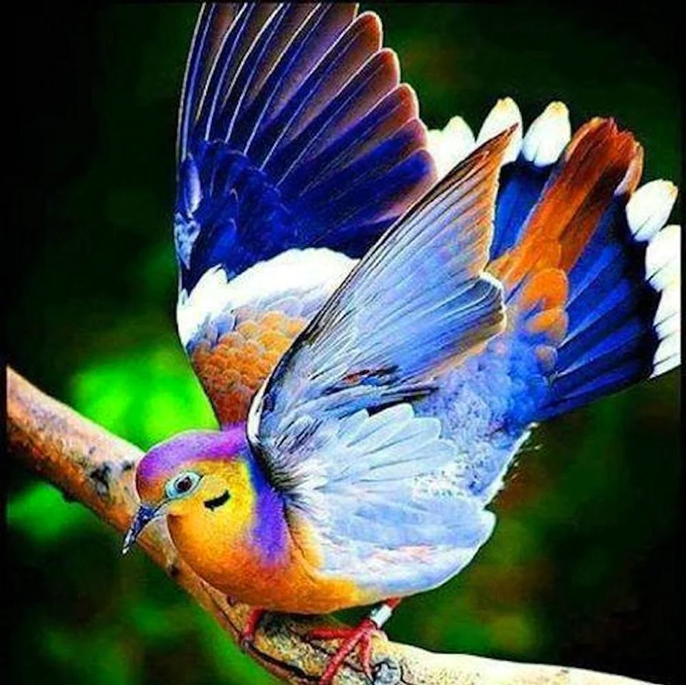 Яркие птицы. Красивое животное