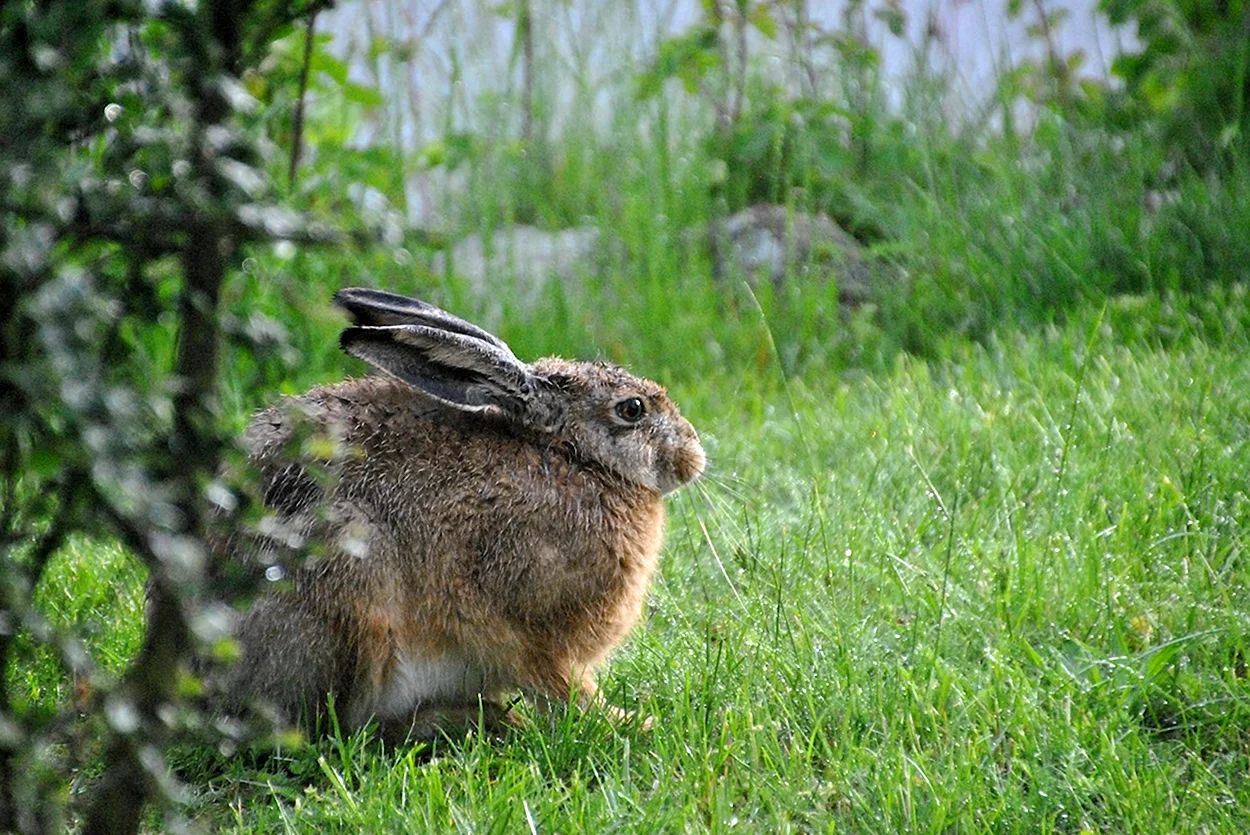 Иберийский заяц. Красивое животное