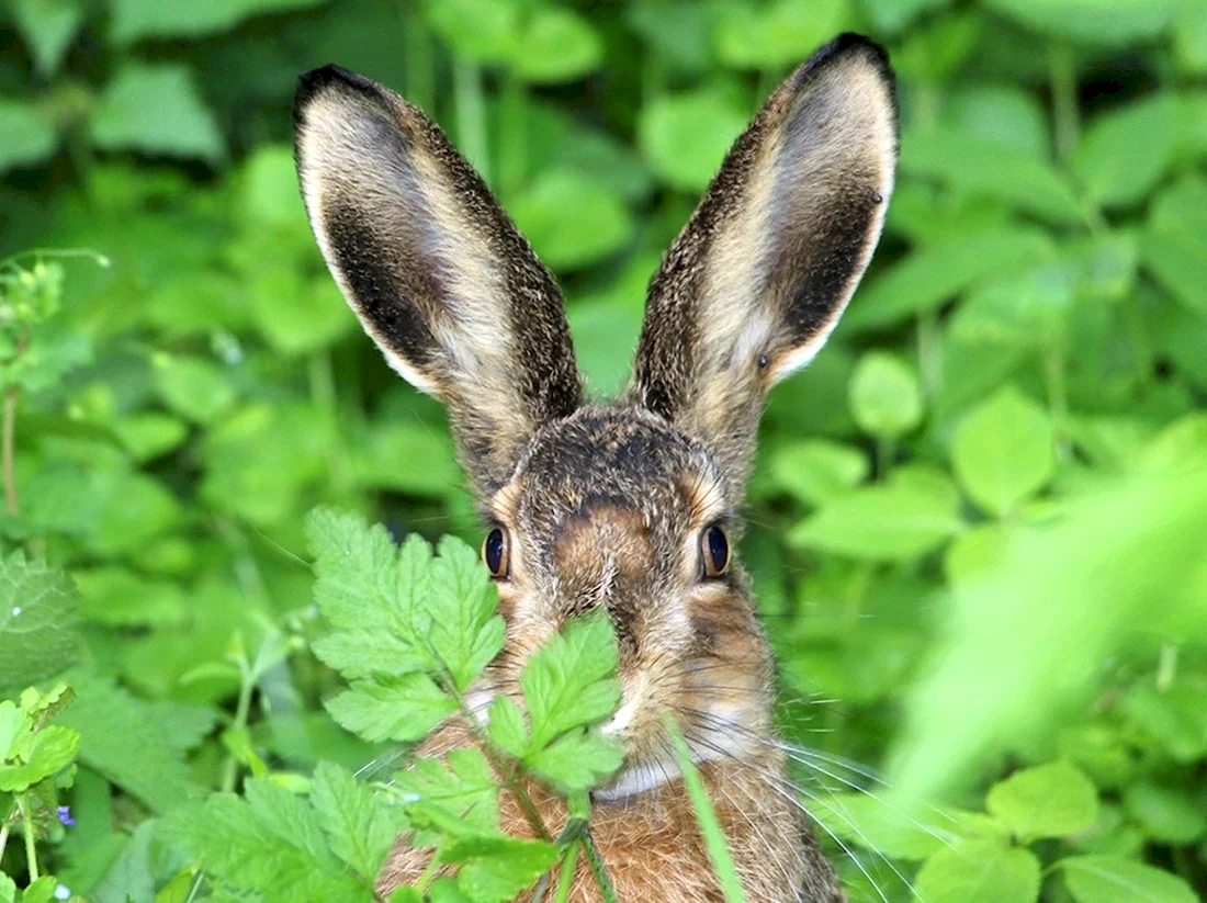 Иберийский заяц Португалия. Красивые картинки животных