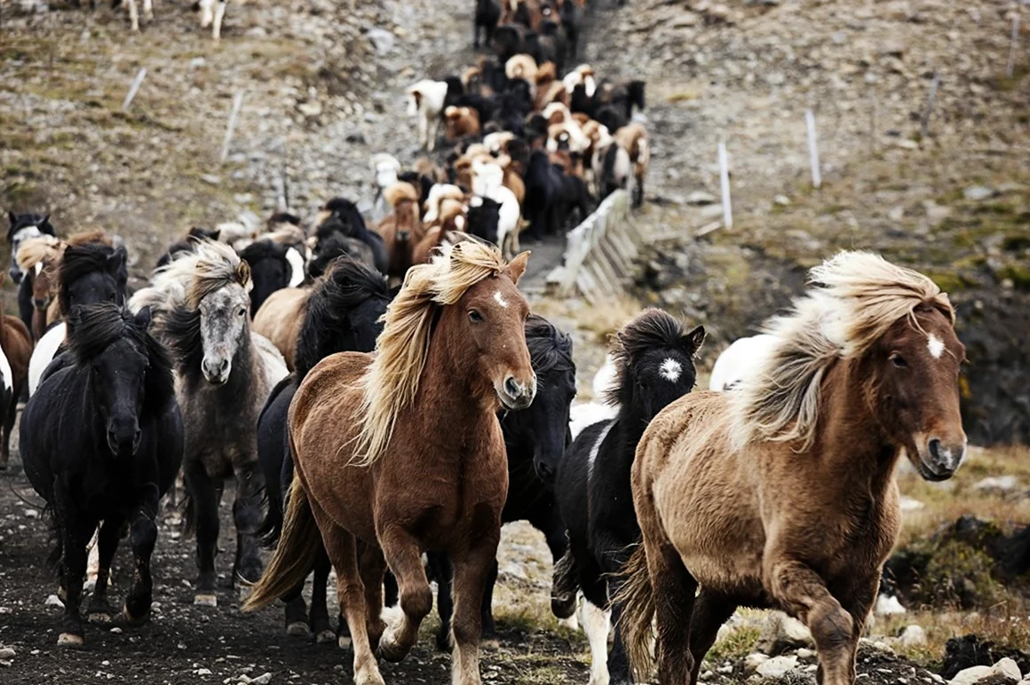 Иерархия лошадей в табуне. Красивое животное