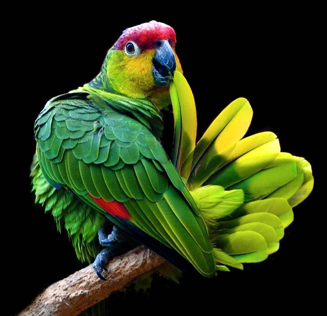Императорский Амазон попугай. Красивое животное