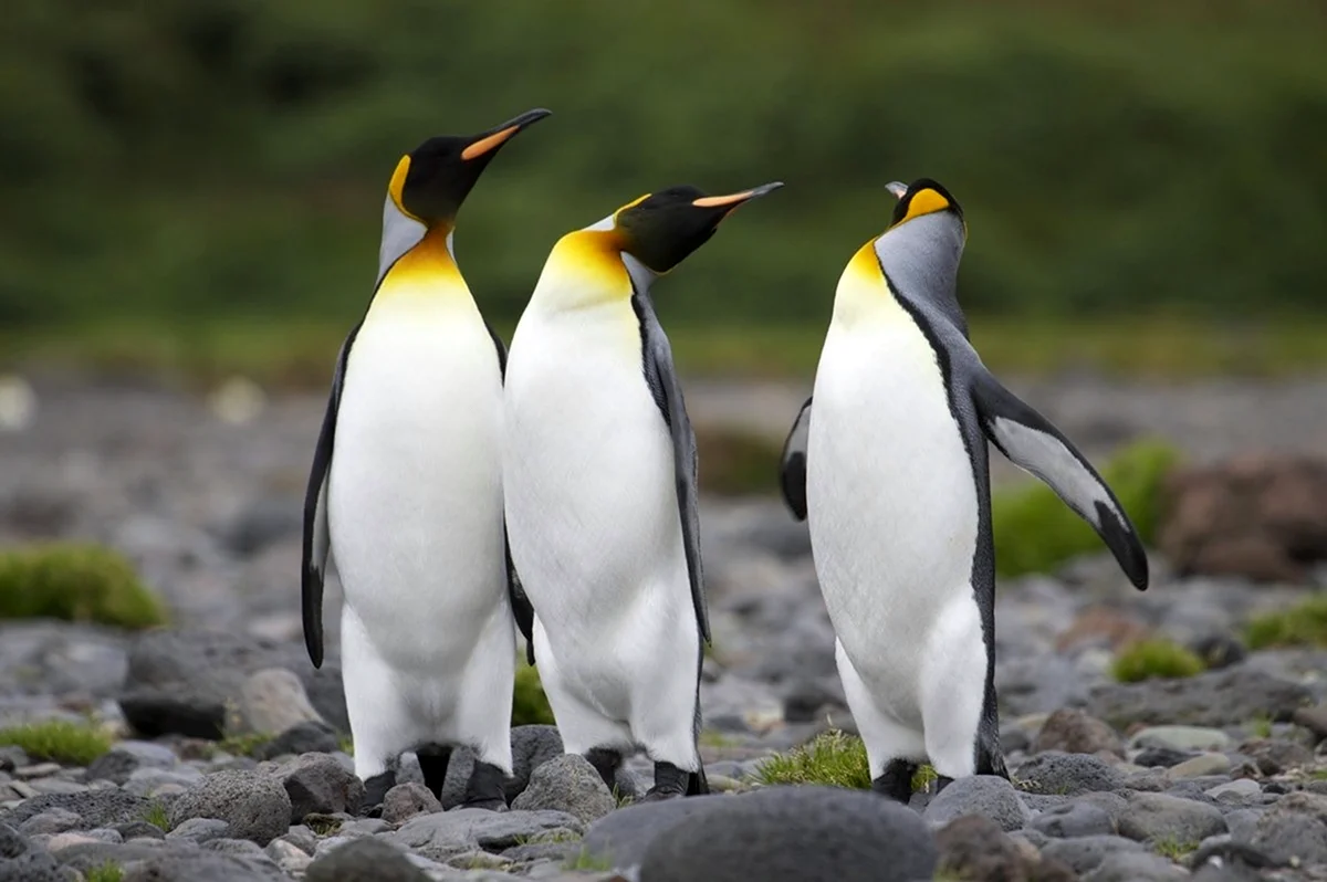 Императорский Пингвин и Королевский Пингвин. Картинка