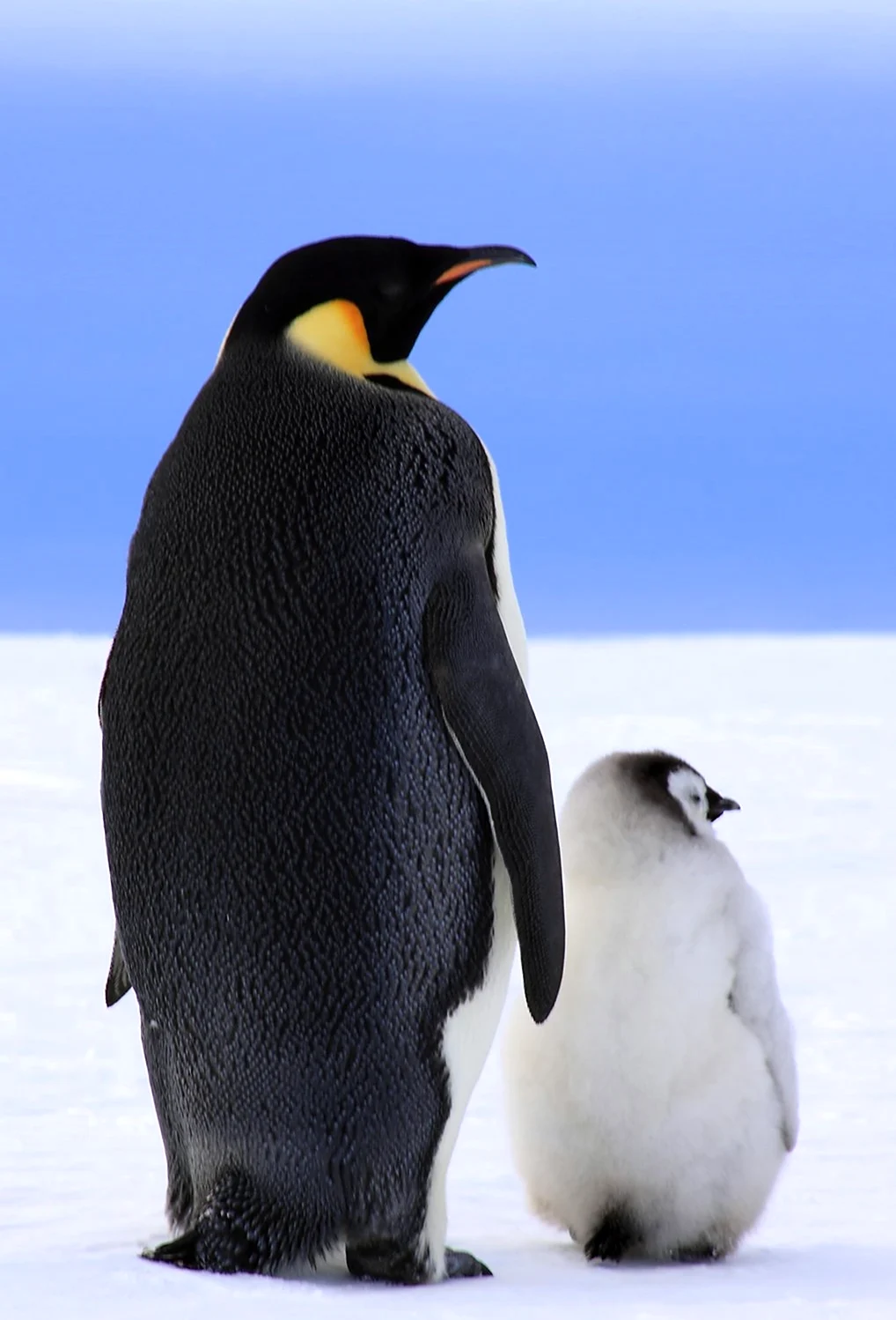 Императорский Пингвин и Королевский Пингвин. Картинка