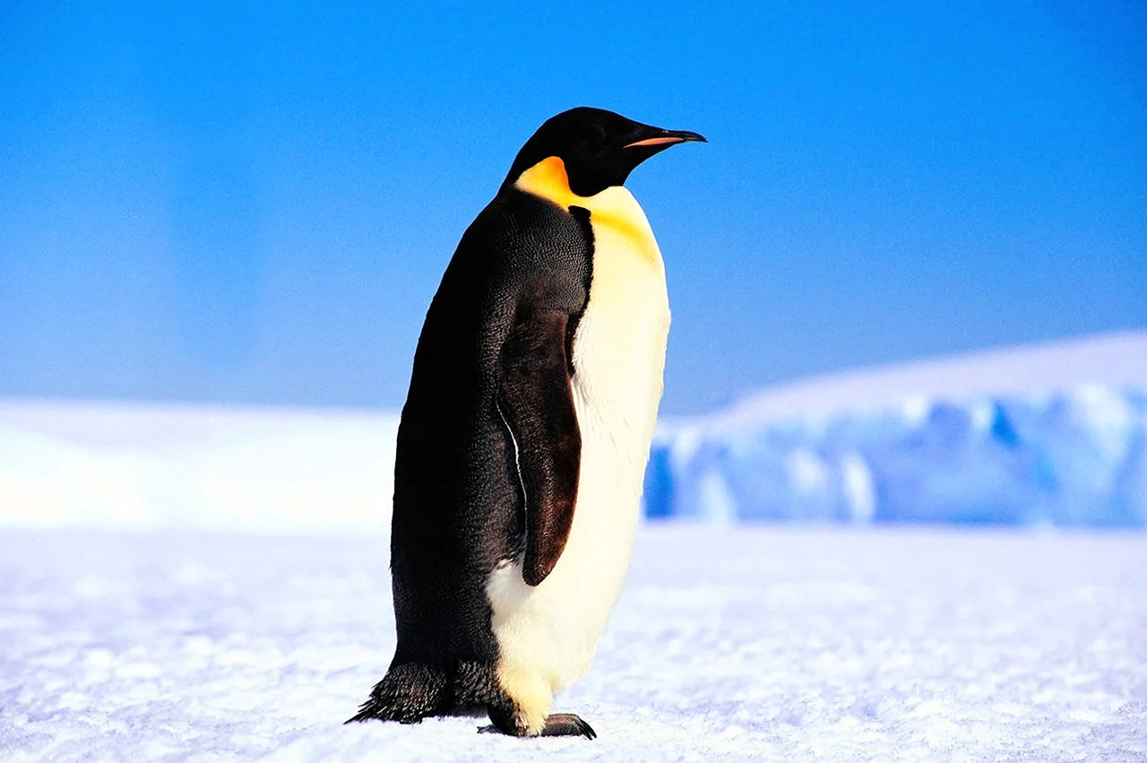Императорский Пингвин в Антарктиде. Картинка