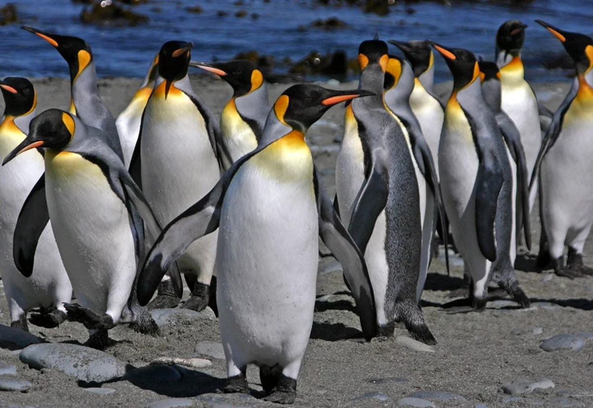 Императорский Пингвин в Антарктиде. Картинка