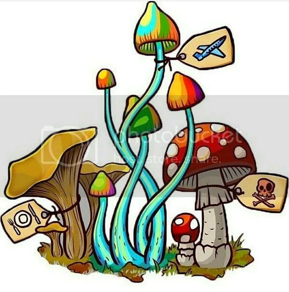 Инди КИД грибы. Картинка