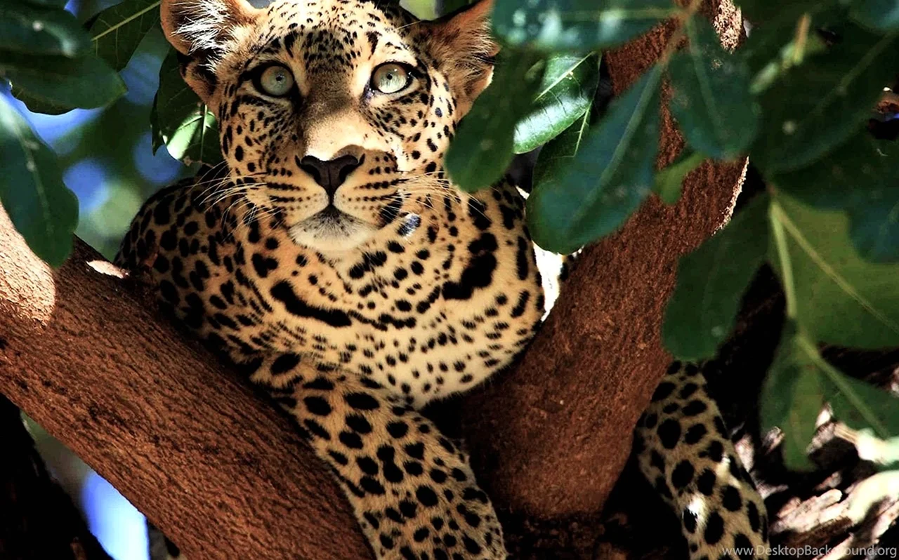 Индокитайский леопард. Красивая картинка
