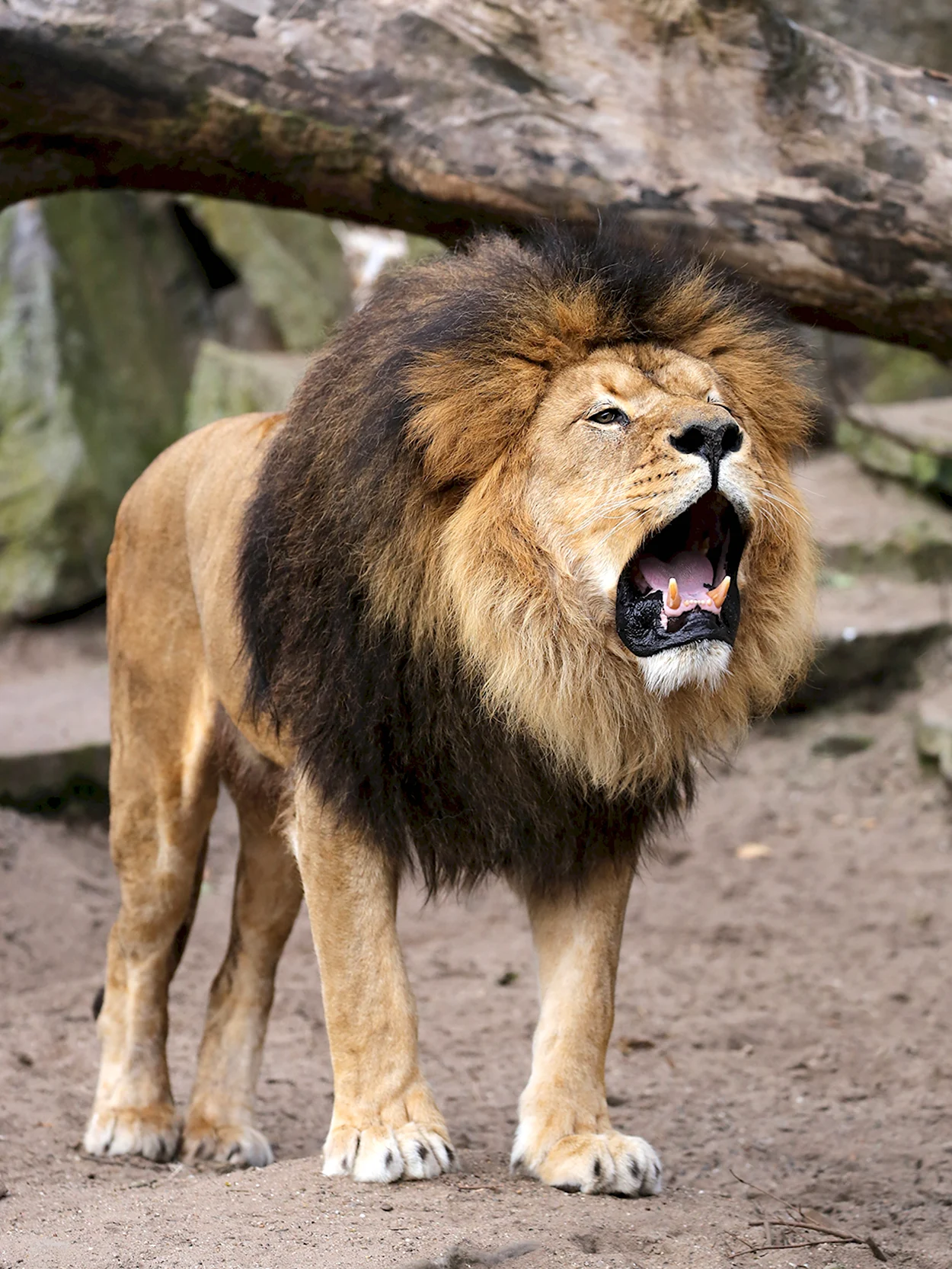 Юго Западный Африканский Лев. Красивое животное