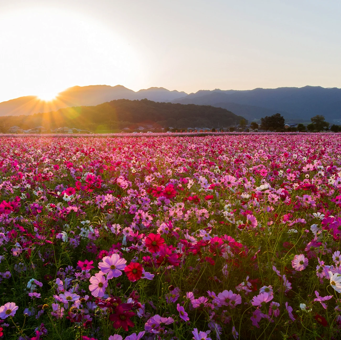 Южная Корея поле космея горы. Красивая картинка