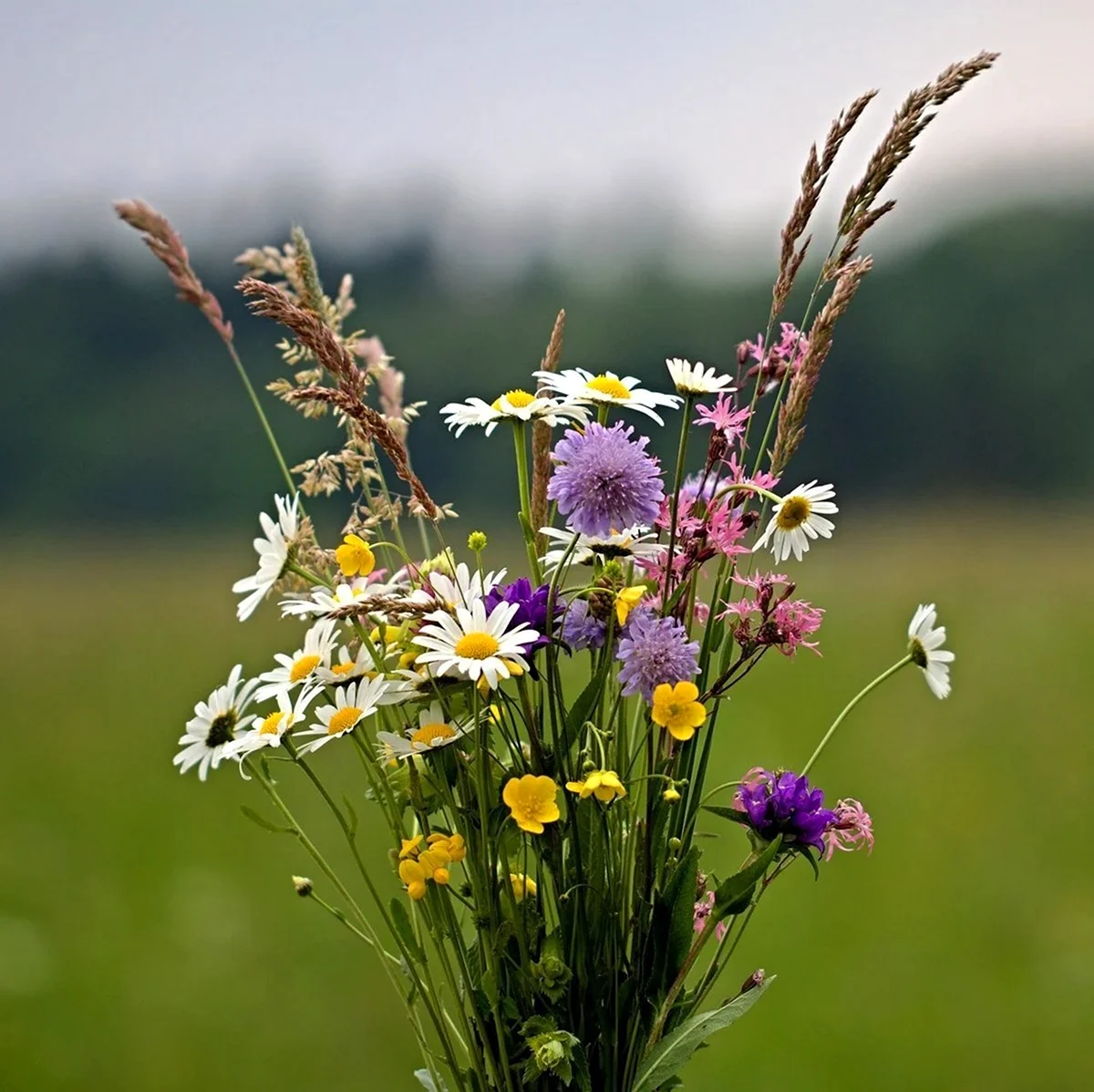 Иван Бунин полевые цветы. Красивая картинка