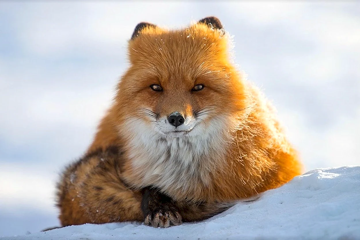 Иван Кислов лисы. Красивое животное