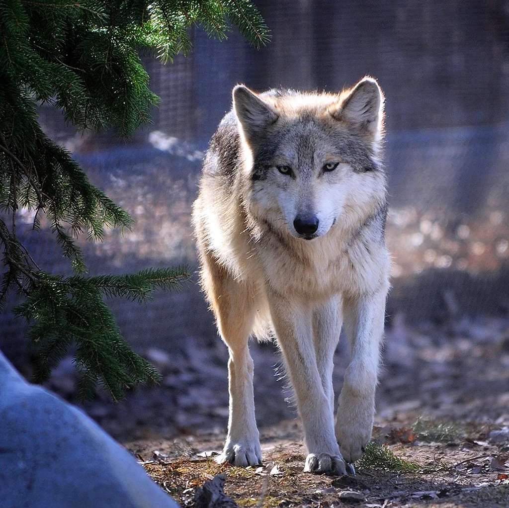 Изображение волка. Красивое животное