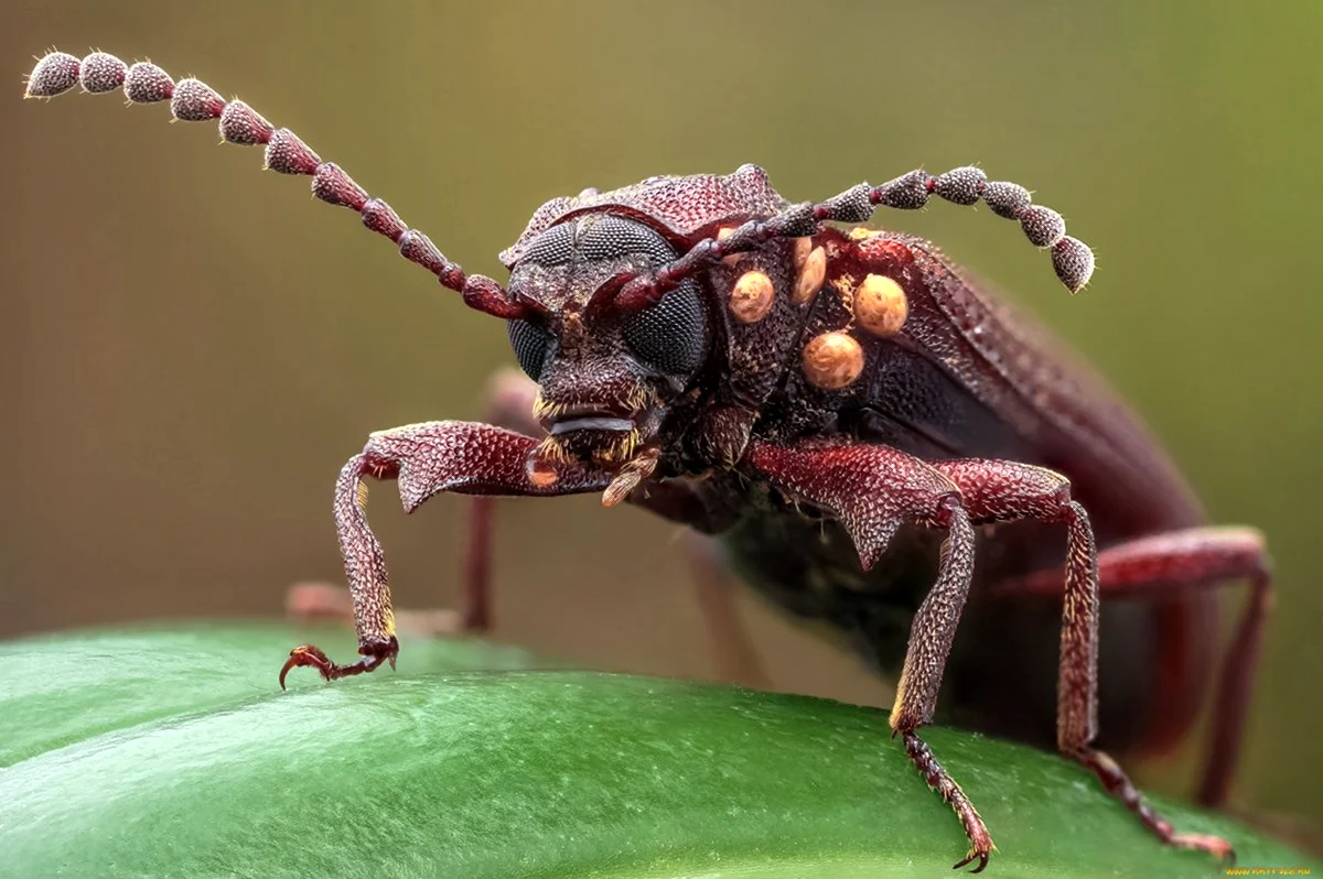 Кадмал индийское насекомое. Красивая картинка