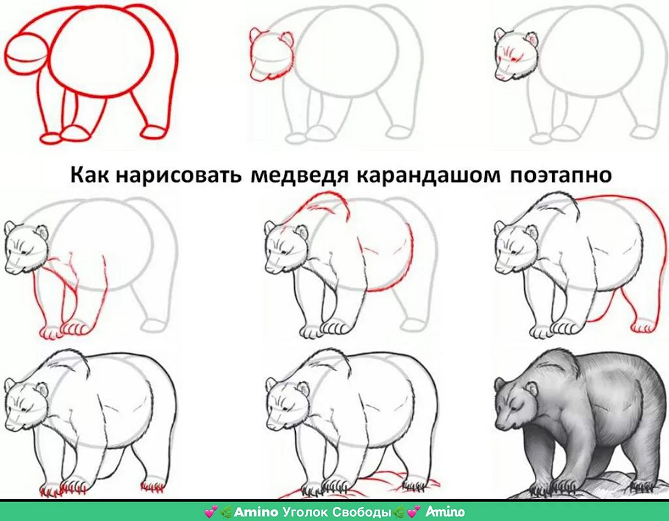 Как нарисовать медведя. Для срисовки