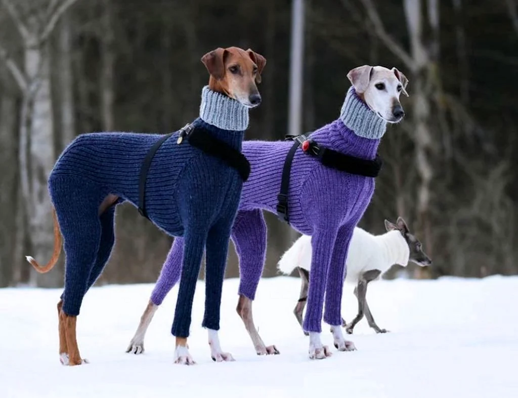Как одеть на щенка свитер. Красивое животное