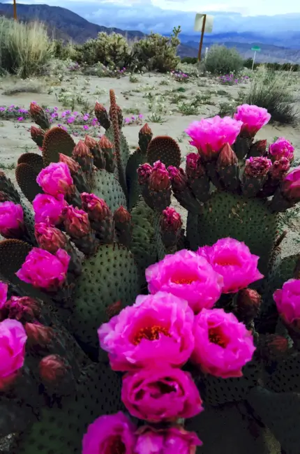 Кактус Мексика цветение. Красивая картинка