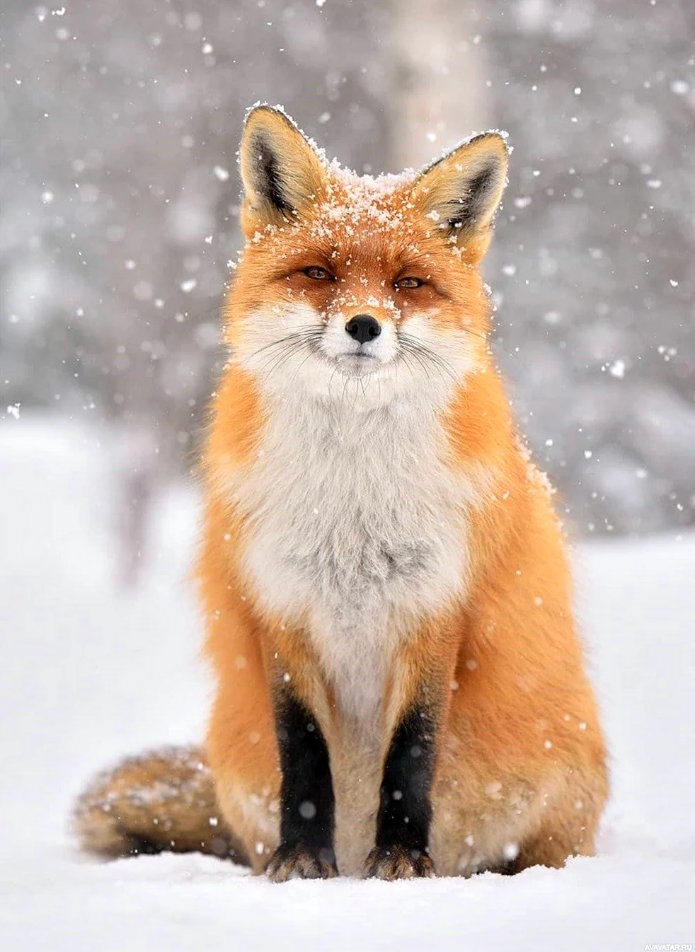 Камчатская лиса огневка. Красивые картинки животных