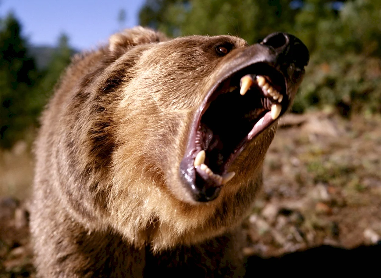 Камчатский медведь-каннибал. Красивое животное