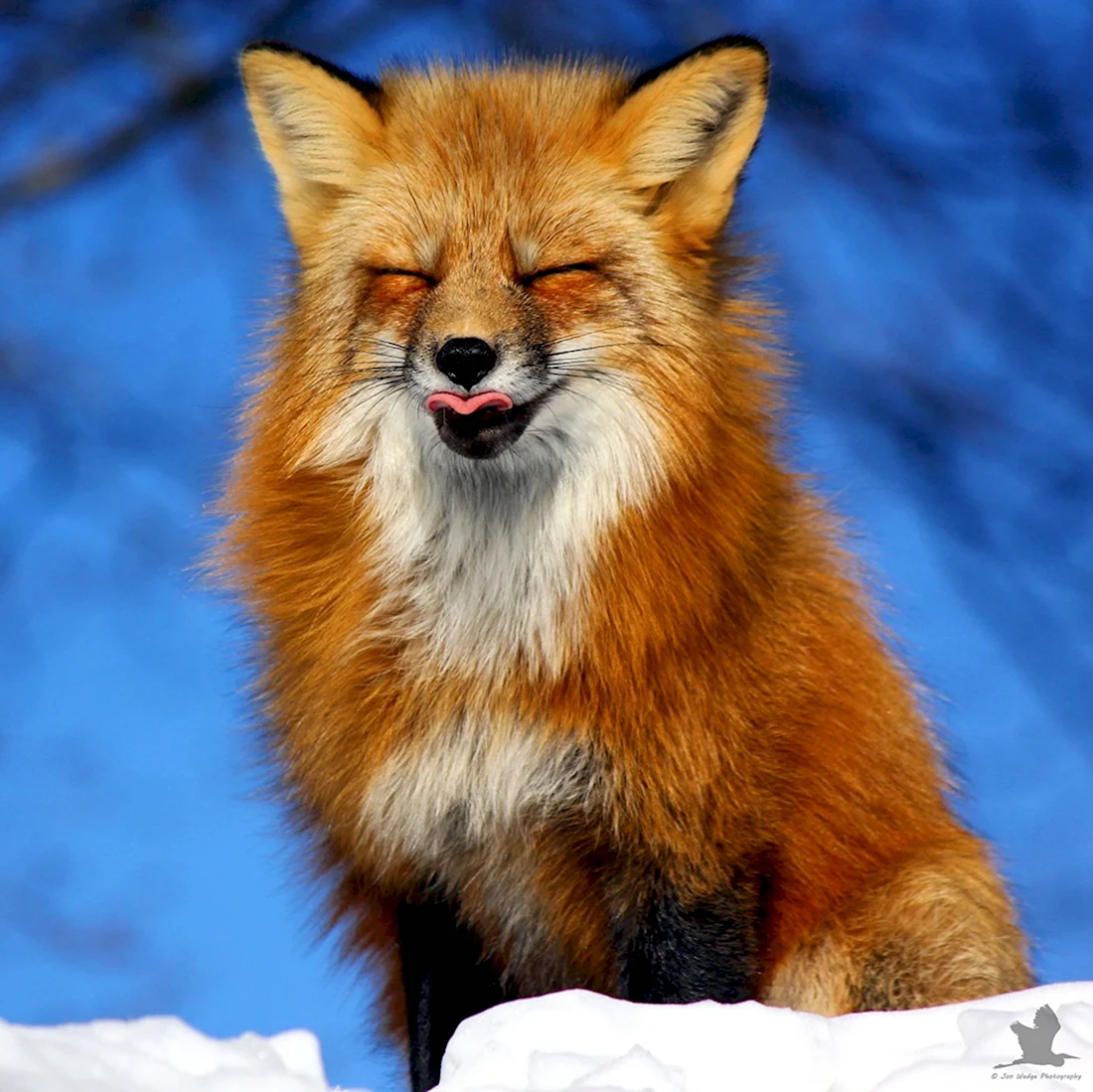 Канадская лиса. Красивые картинки животных