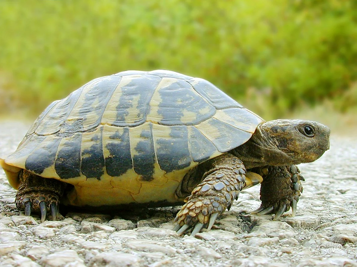 Капская крапчатая черепаха. Красивое животное