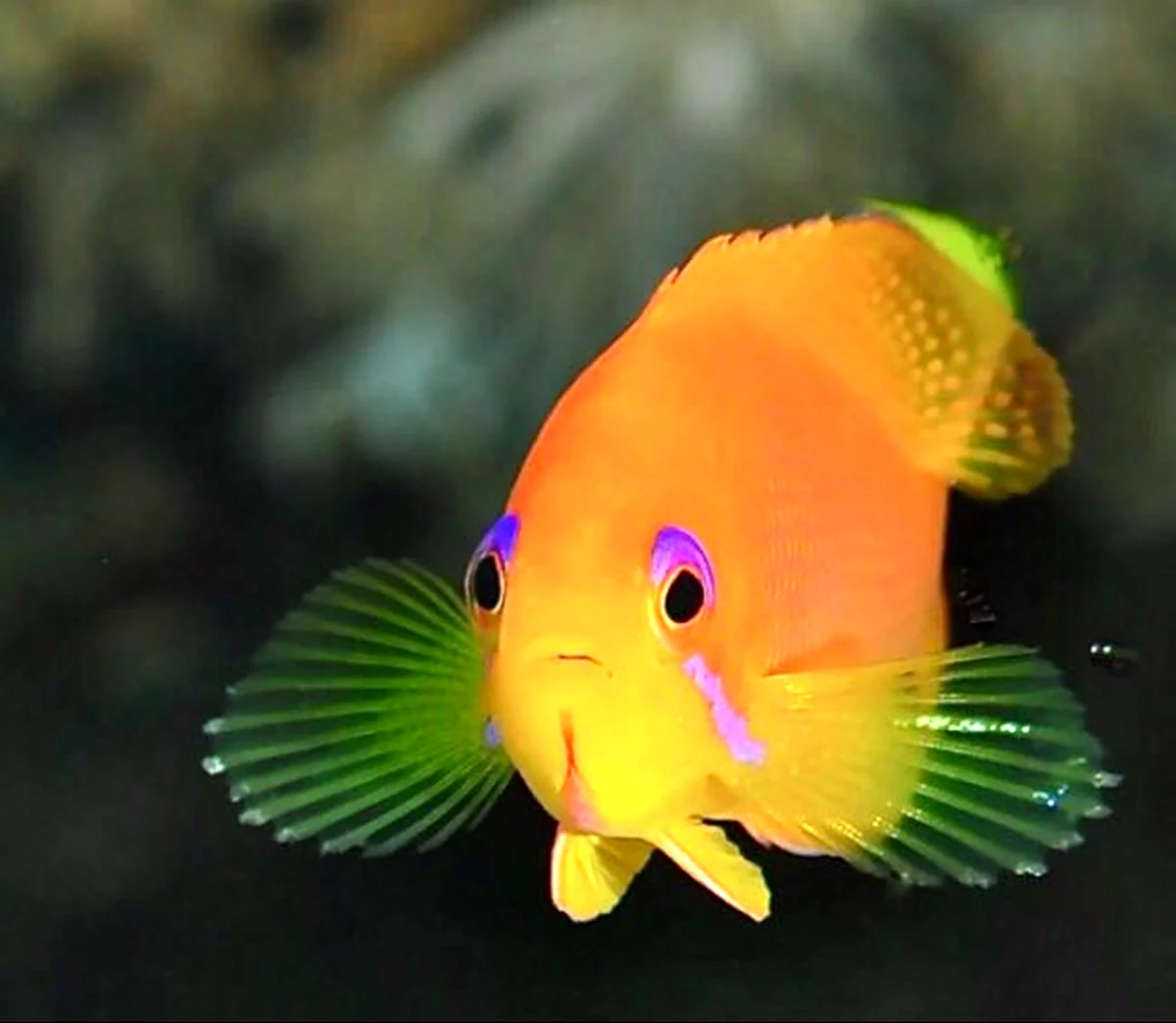 Карамелька рыбка аквариумная. Красивое животное