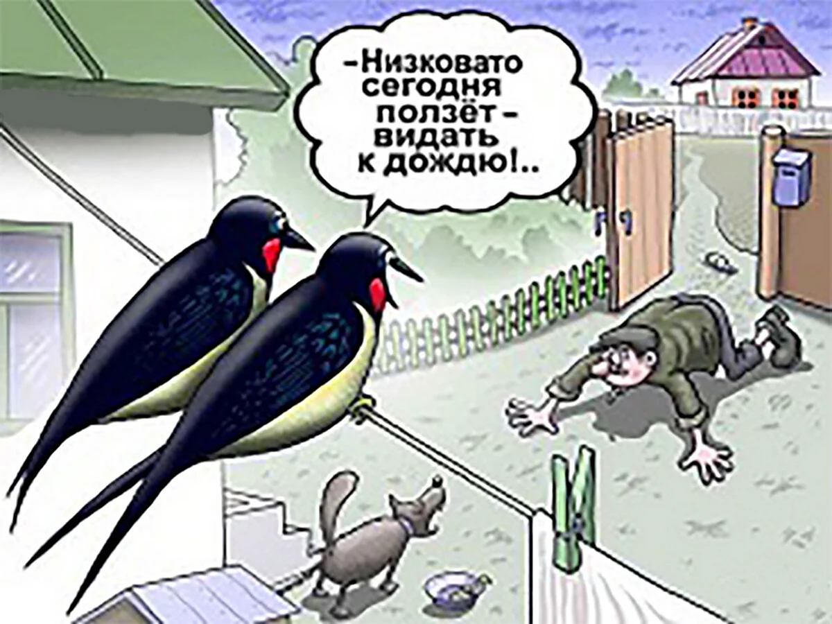 Карикатуры про птиц. Картинка