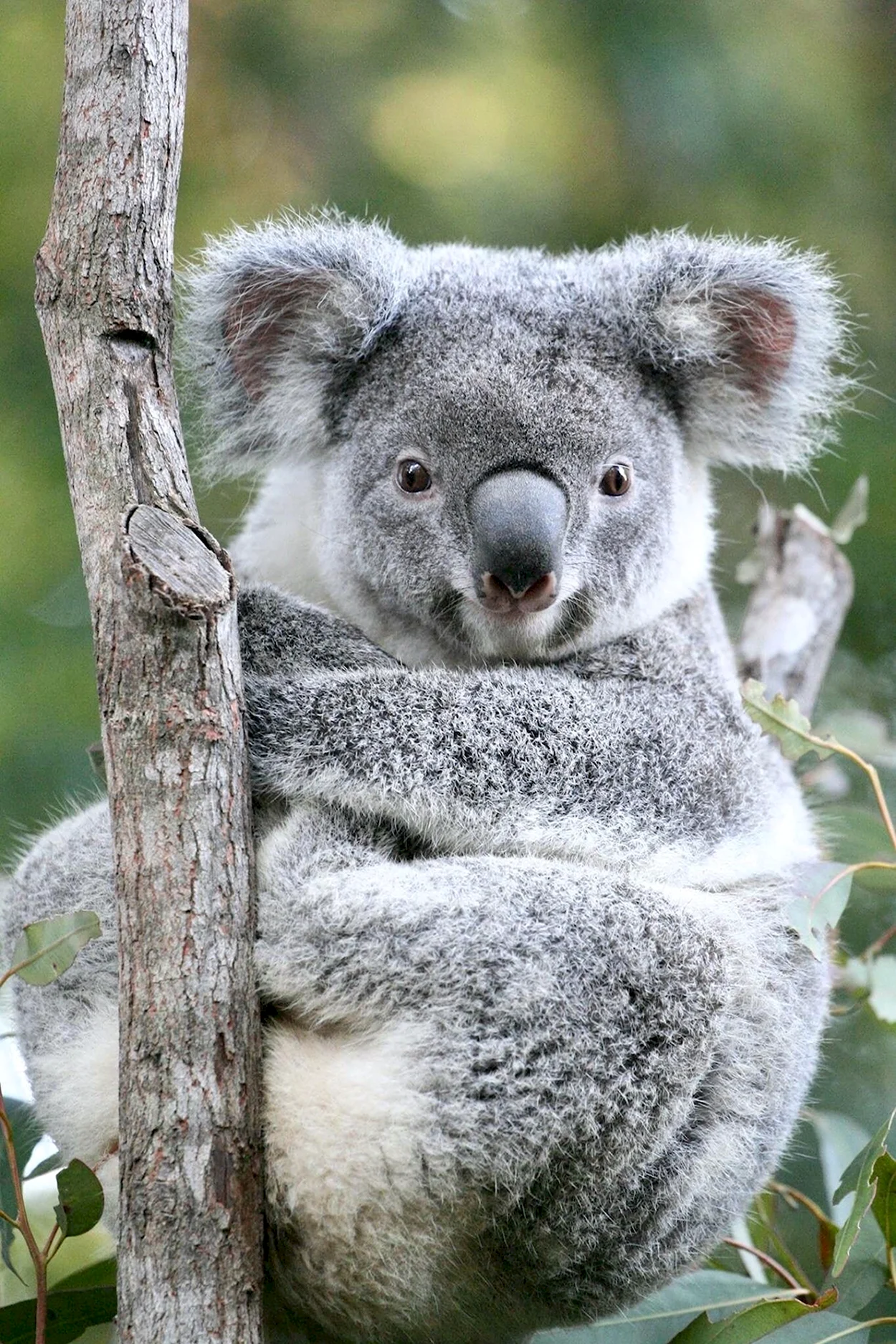 Карликовая коала. Красивое животное