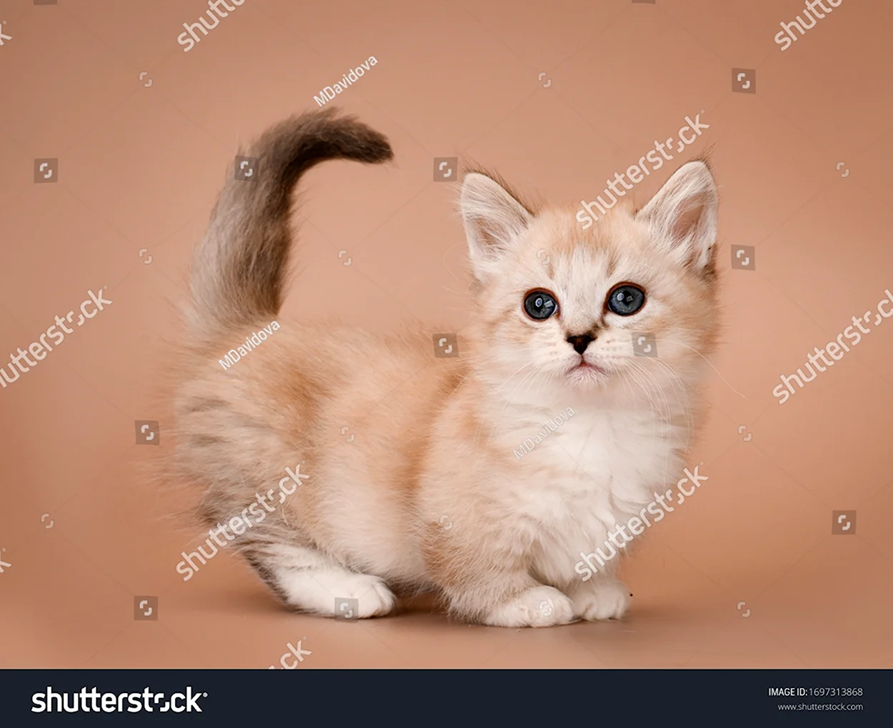 Карликовые кошки Манчкин. Красивое животное