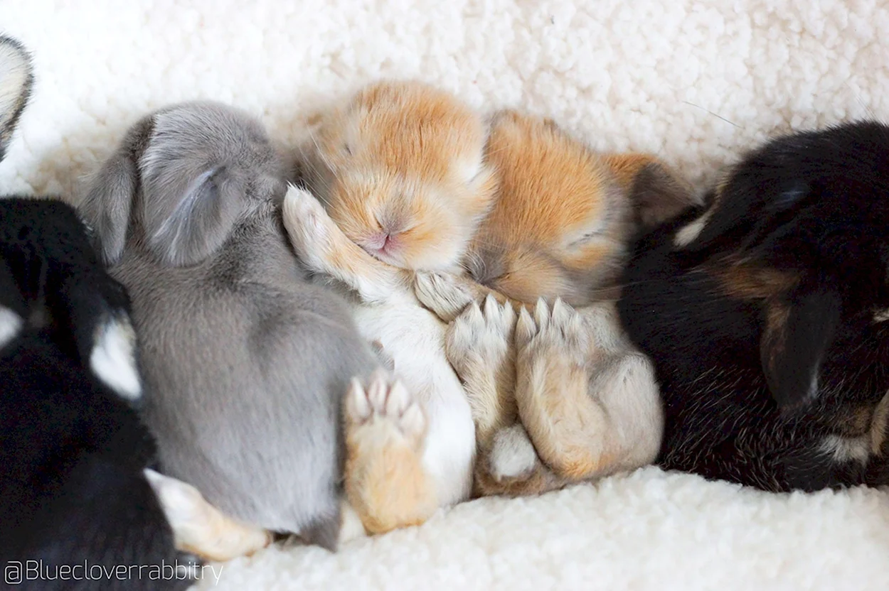 Карликовые кролики Новорожденные. Красивое животное