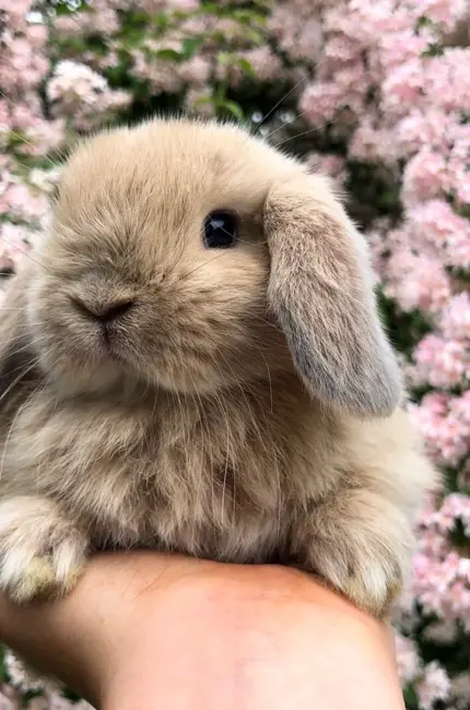 Карликовый Длинноухий кролик. Красивая картинка