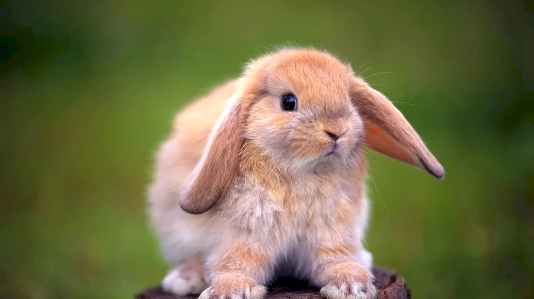 Карликовый Длинноухий кролик. Красивые картинки животных