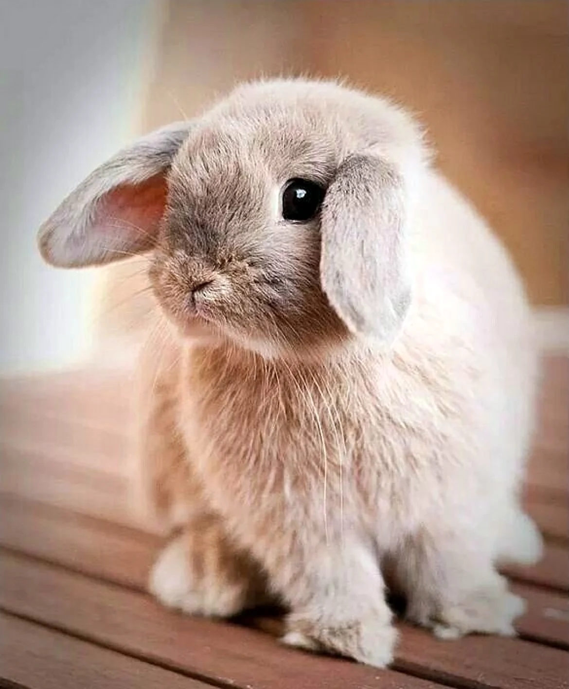 Карликовый Длинноухий кролик. Красивое животное