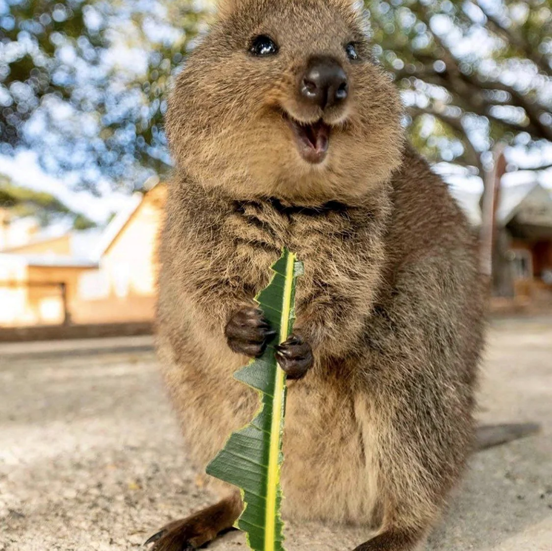 Карликовый кенгуру Квокка. Красивое животное