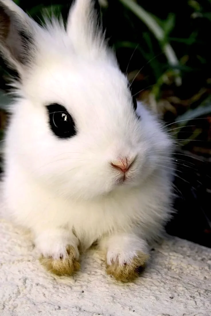 Карликовый кролик альбинос. Красивое животное