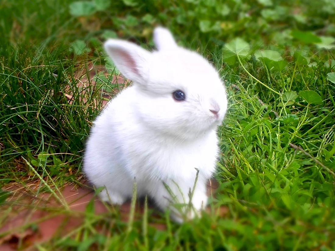 Карликовый кролик белый. Красивые картинки животных