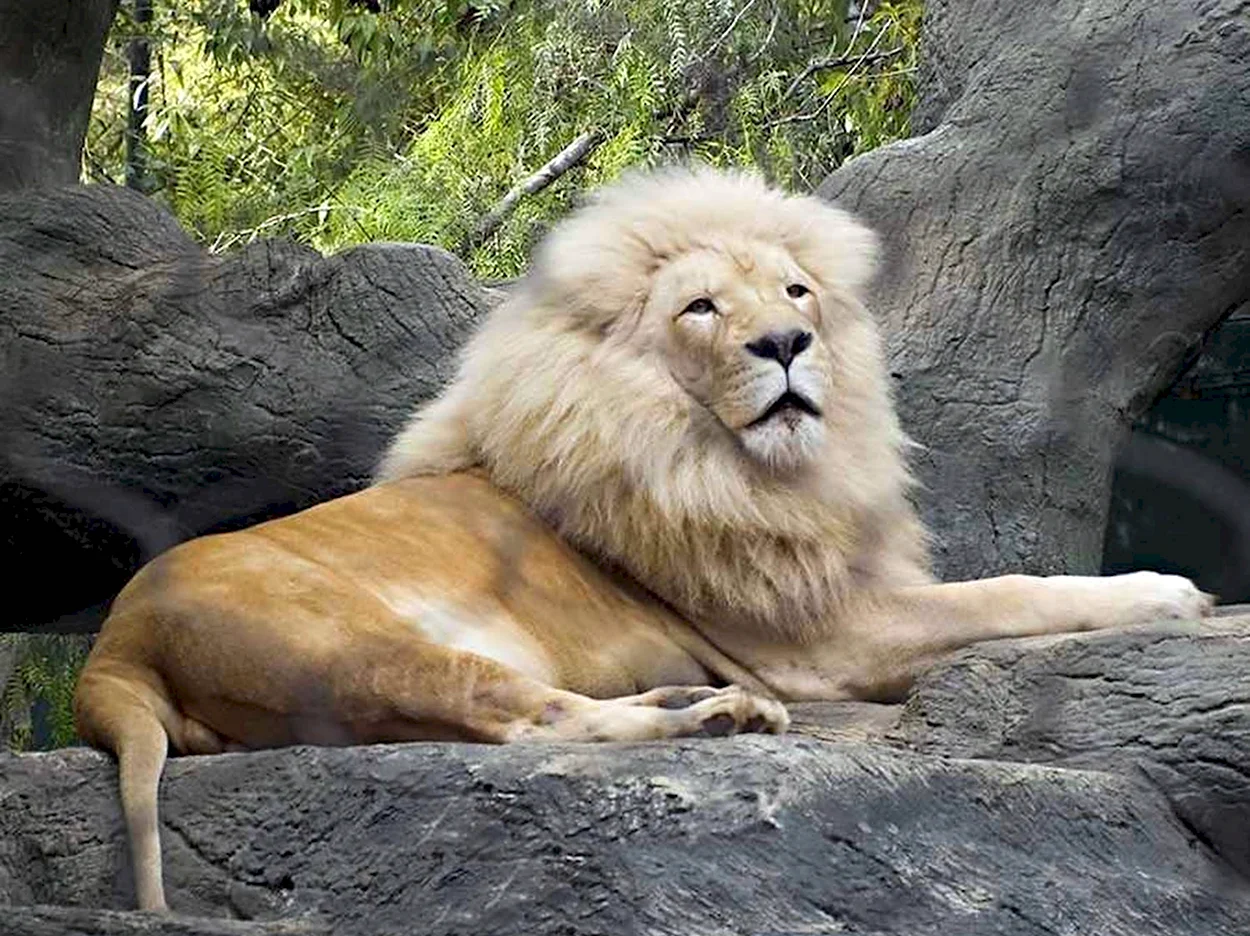 Карликовый Лев. Красивое животное