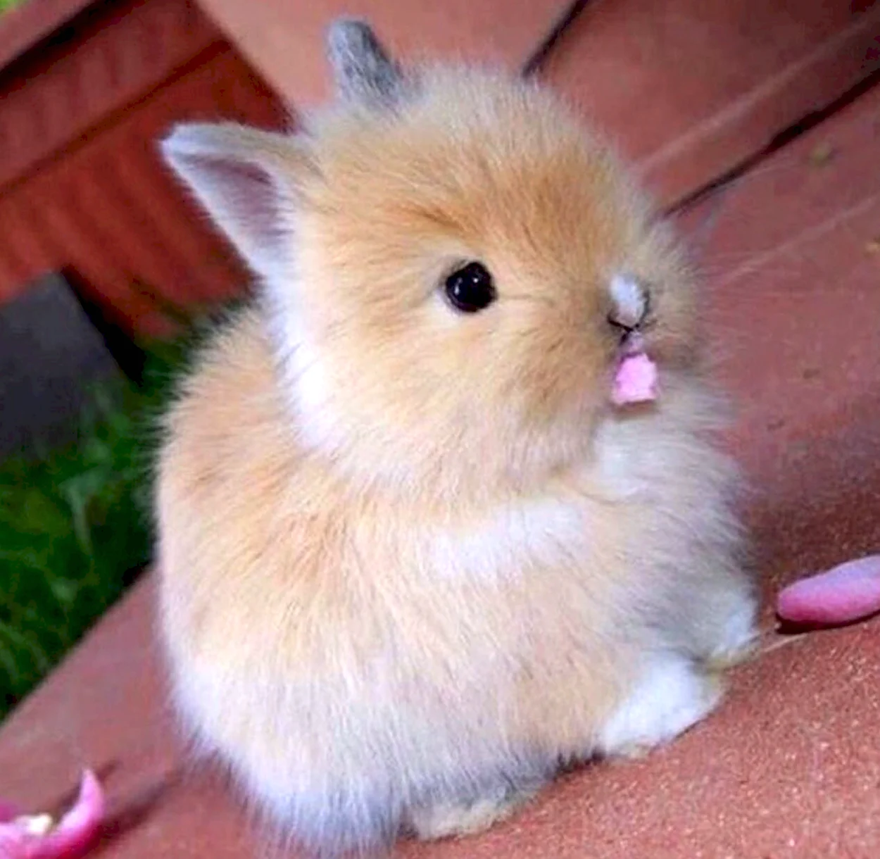 Карликовый Лис кролик. Красивое животное