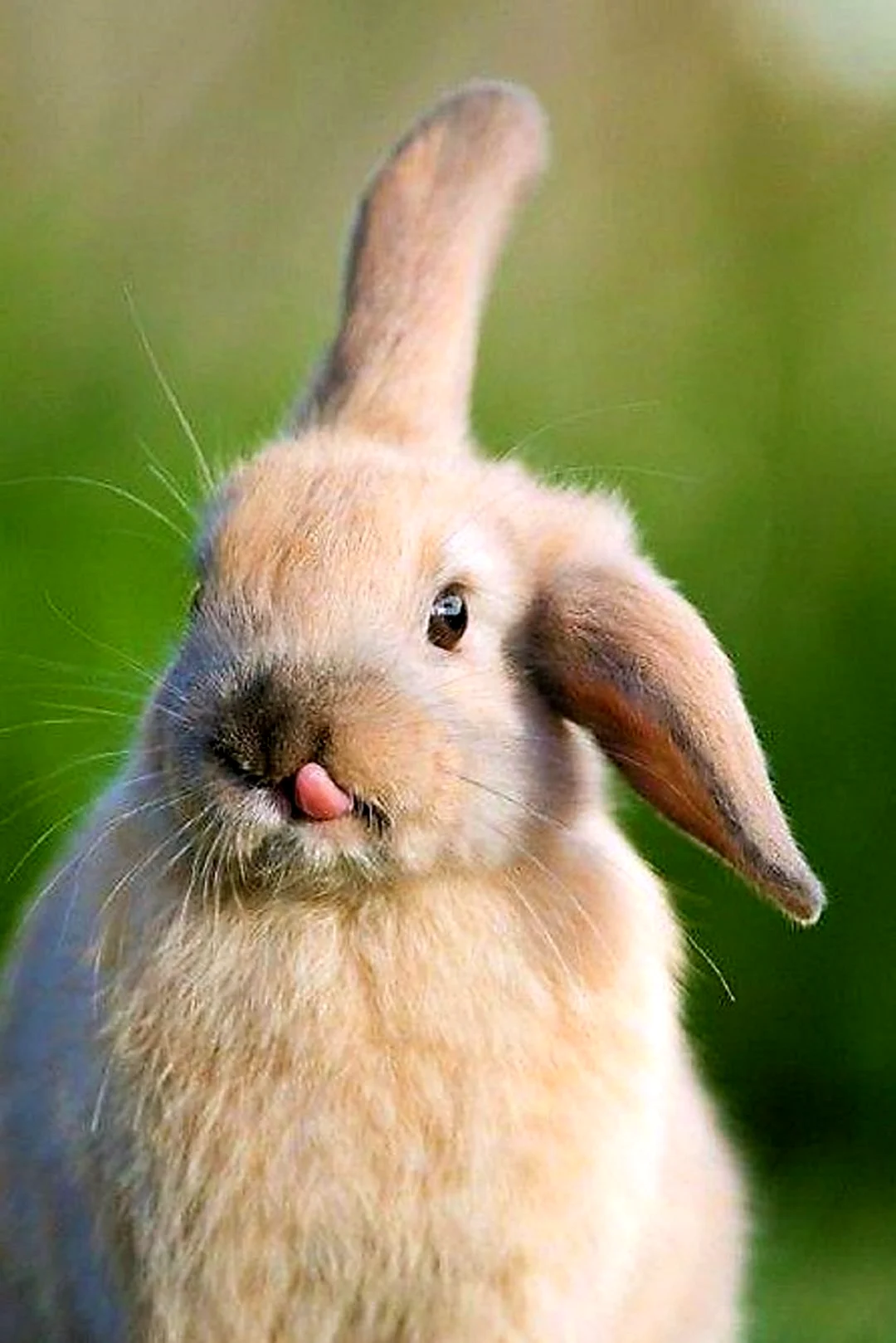 Карликовый Русак кролик. Красивые картинки животных