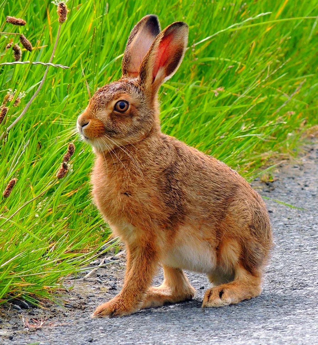 Карликовый Русак кролик. Красивые картинки животных