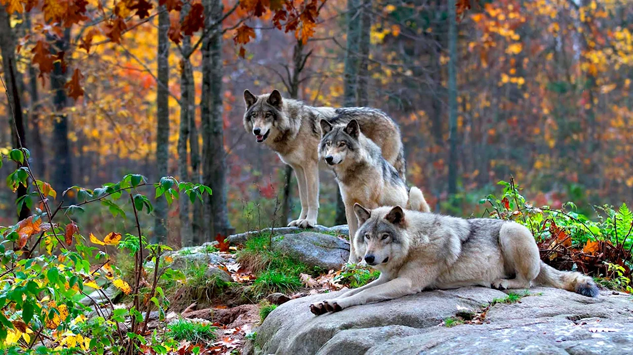 Карпатский волк. Красивое животное