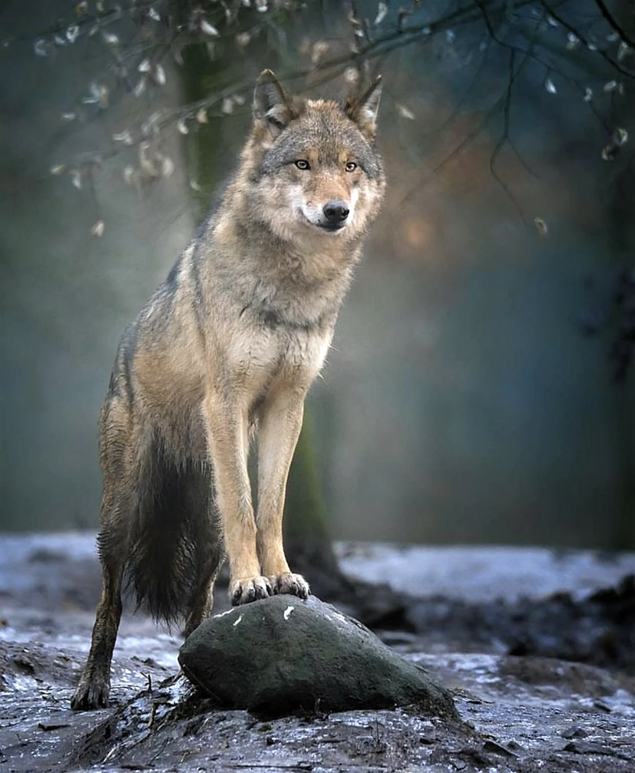 Карпатский волк фото. Красивое животное