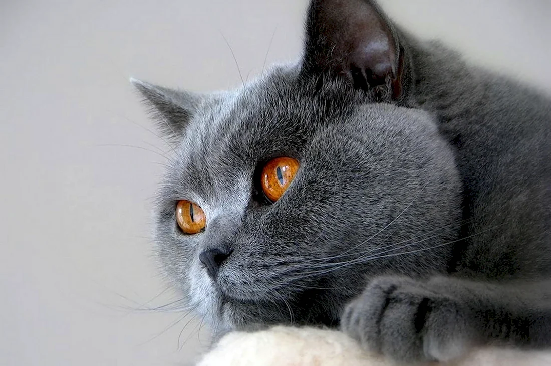 Картезианская кошка британец. Красивые картинки животных
