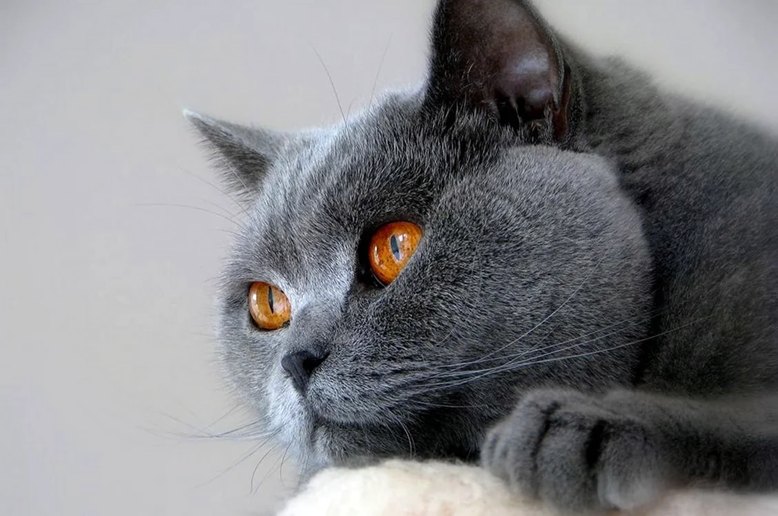 Картезианская кошка британец. Красивая картинка