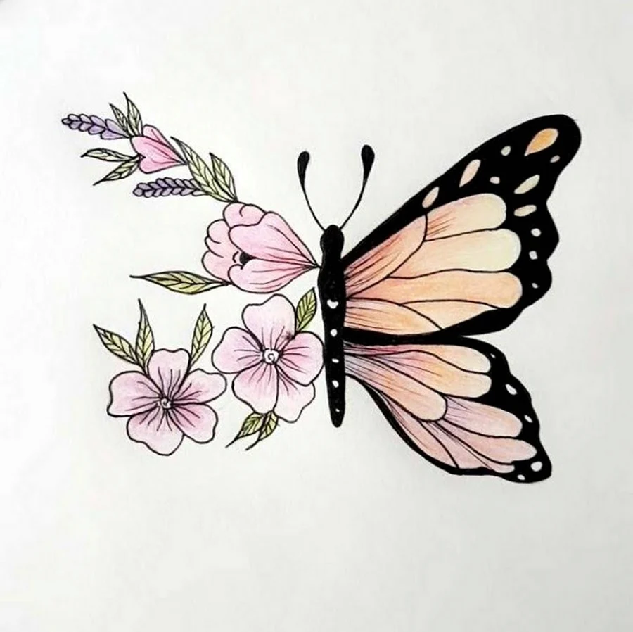 Картинки бабочек для срисовки. Для срисовки