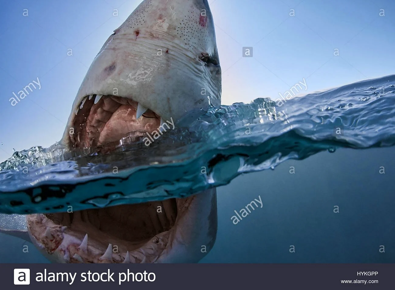 Картинки самых страшных акул. Картинка