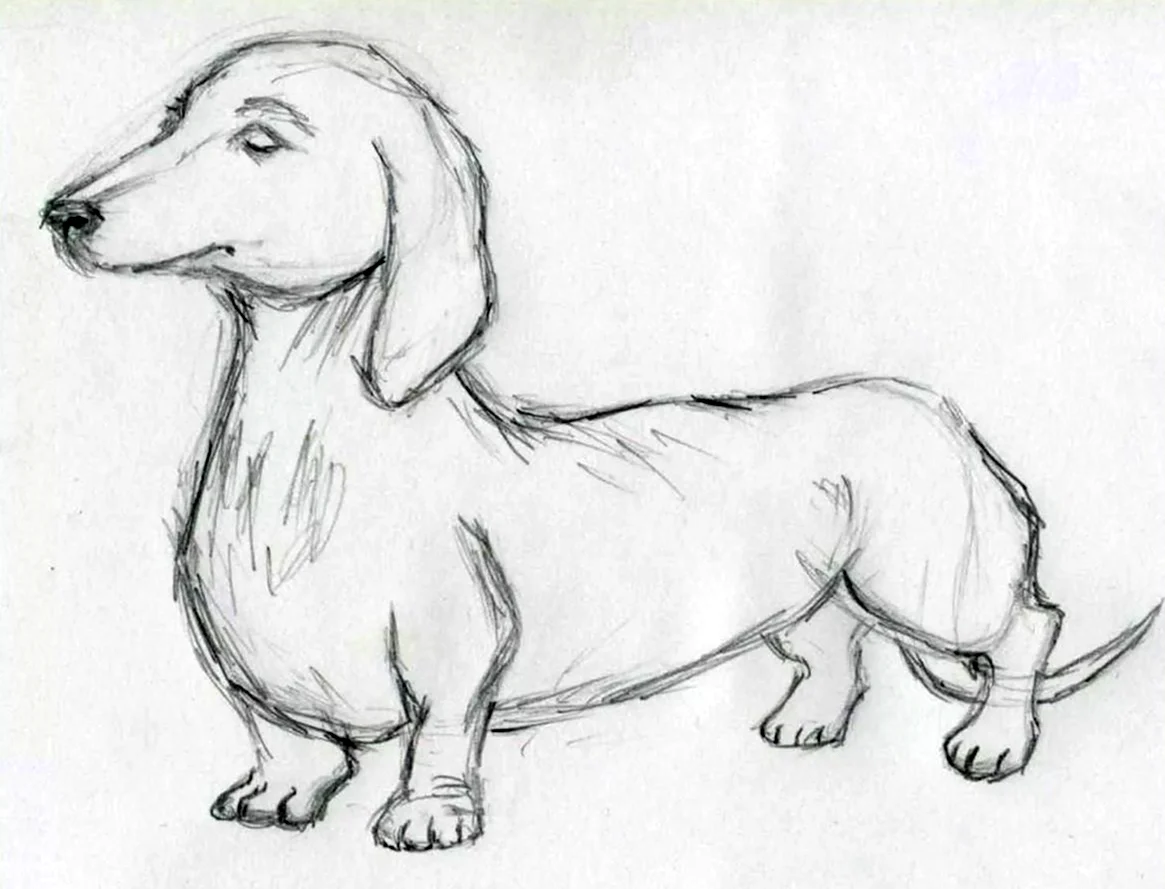 Рисунки животных карандашом для срисовки. Картинки собак для срисовки. Собака рисунок карандашом. Рисунок собаки карандашом для срисовки. Картинки собак легкие