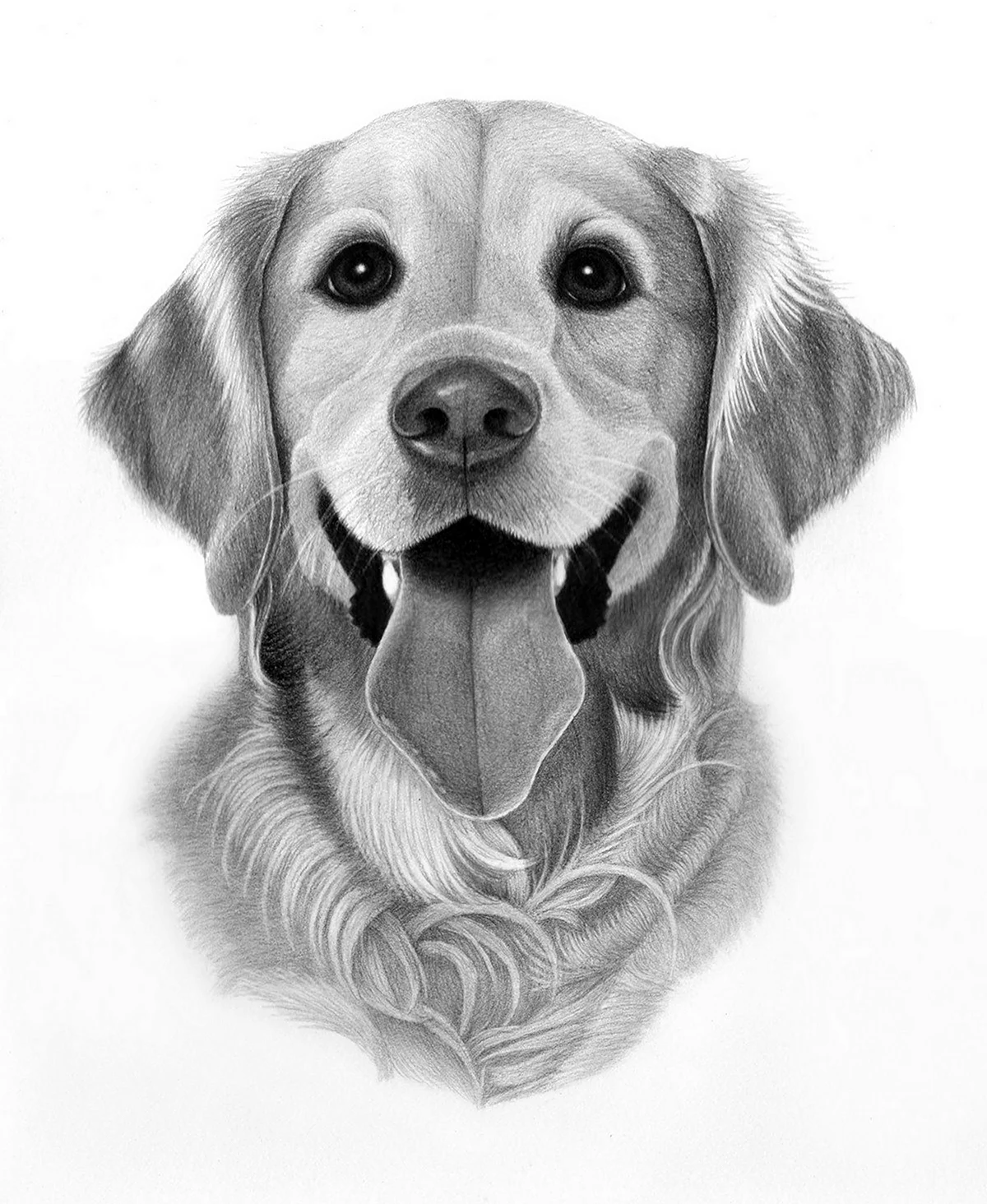 Картинки собак для срисовки. Красивое животное